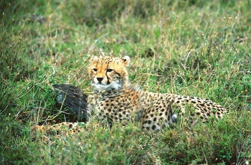 Postkarte gepard ruhendes - ak,