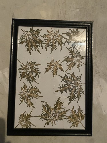 Botanical modern art unikat - botanical,