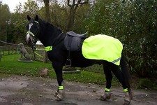 HI VIZ GELBER PFERD