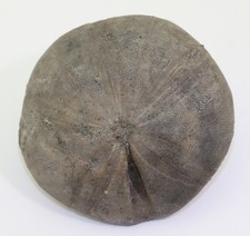 Seeigel, Clypeus plotii, Jura