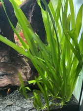 Aquarium Pflanze,Vallisneria Ableger, Hintergrundpflanze