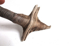 Schwemmholz Treibholz Skulptur