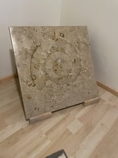 versteinerte schnecke 