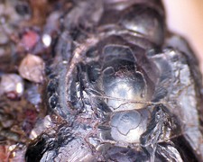 Roter Glaskopf Quarz Gr. Knollen Bad Lauterberg Harz Dose 40mm v. 1998 Nr. 363r