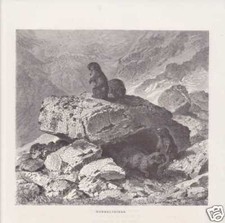 Murmeltiere stanserhorn - murmeltiere,