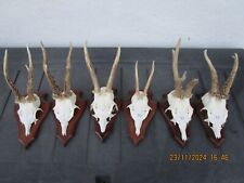 Trophäe Rehgehörn Rehbock Geweih Gehörn . Sie bieten auf Geweih Nr. ( 12 )