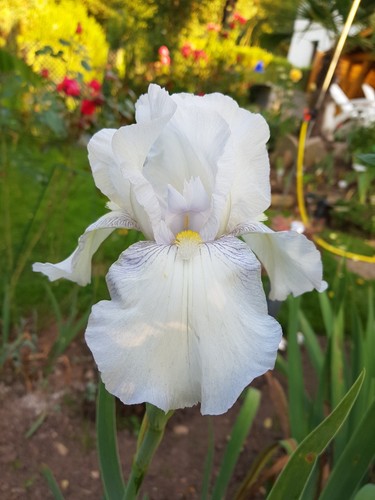 Schwertlilie iris english - schwertlilie,,