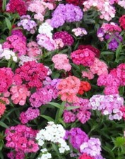 80002621 DIANTHUS barbatus 'Indianerteppich Mischung 15 Samen