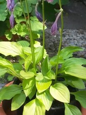 Mini Hosta Funkie "Lemonade"