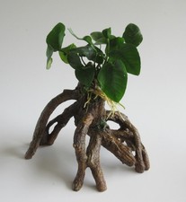 Wurzel mit Anubias barteri - Speerblatt Mangrove Aquarienpflanze Aquarium Barsch