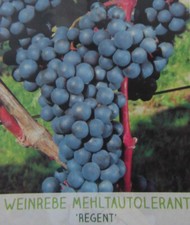 Vitis 'Regent' - blaue Trauben