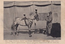 Das lesende Pferd AK uralt