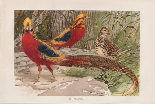 Goldfasan goldfasane - goldfasan,