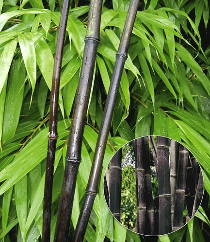 Baldur garten schwarzer bambus - baldur,