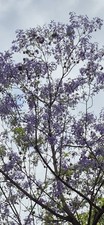 Palisanderholzbaum, Jacaranda mimosifolia