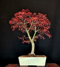 BONSAI JAPANISCHER ROTER