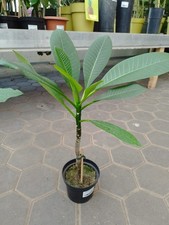 Plumeria Frangipani 40–60cm Aztec Gold Pink Pansy Aloha Fastiva Blütenduft