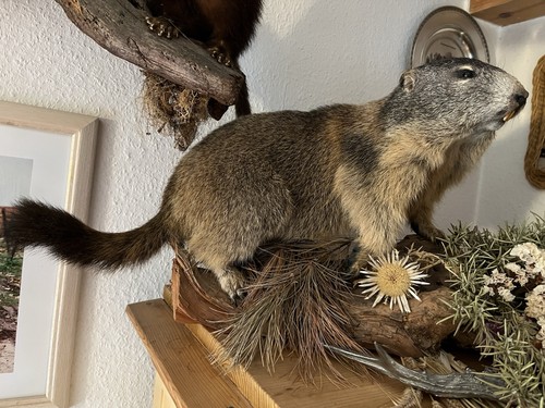 Murmeltier präparat aus - präparat,