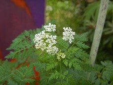 Gefleckter Schierling Conium maculatum Hexenkraut für Flugsalben 