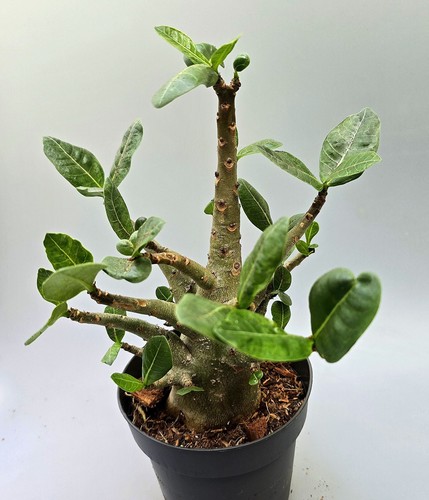 Sehr schöne adenium baobab - sehr,