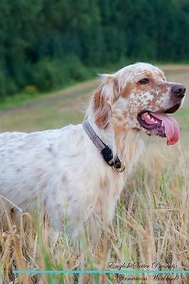 English setter affirmations - setter,