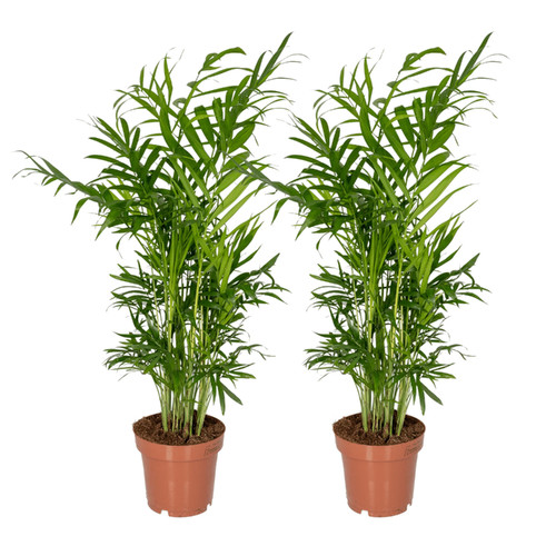Chamaedorea elegans - , –