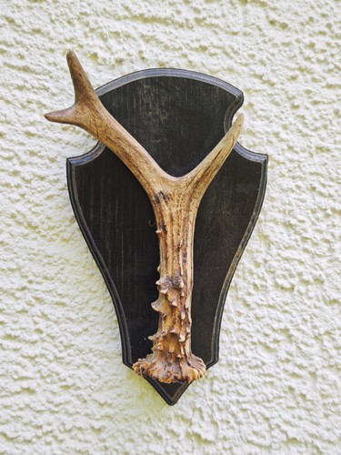 Rehbock abwurfstange auf - abwurfstange,