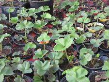 Erdbeeren Erdbeerpflanzen 10 Stück im Topf und durchwurzelt