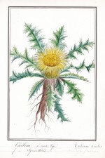 Silberdistel silver thistle