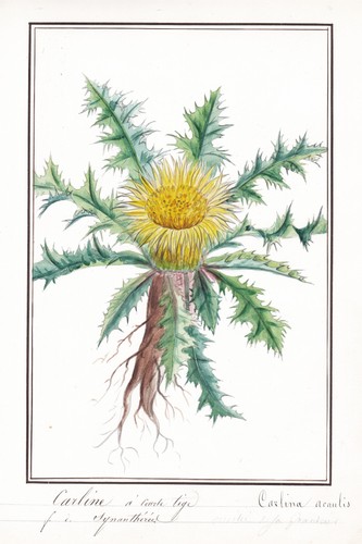 Silberdistel silver thistle