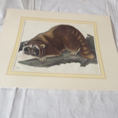 Lithographie„Raccoon“