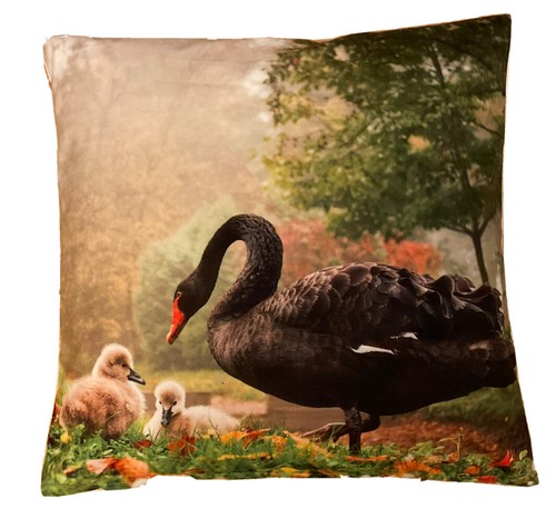 Schwarzer schwan fotodruck - *schwarzer,