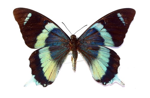 Lepidoptera papilionidae - lepidoptera,,