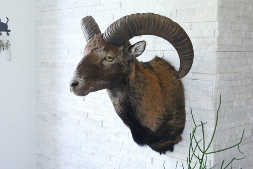 Altes tierpräparat mufflon - altes,