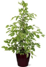 Ficus benjamina Goldenking -