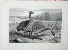 Original Old Antique Print