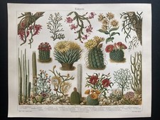 Originalgrafik Flora: Kakteen - Chromolithographie um 1900 cactus cacti