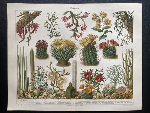 Originalgrafik flora kakteen - flora:,