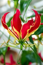 Samen exotische blüten - samen,