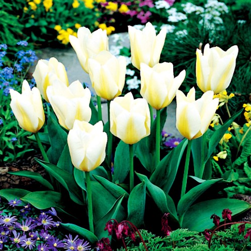 Tulpen blumenzwiebeln zwiebeln - tulpen,