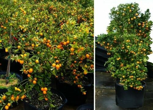 Mandarinen bäume - 2, mandarinen-bäume