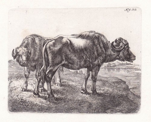 Büffel wasser buffalo - am,