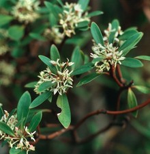 Tasmanischer Bergpfeffer