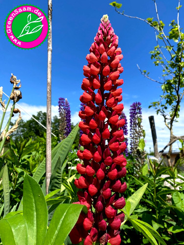 Rote lupine edelknabe - rote, ❤️