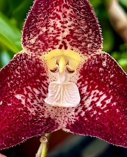 Dracula species polyphemus - dracula,