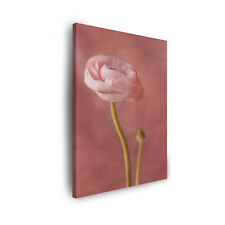 Leinwand-Bilder Botanik Rosa Pfingstrose Blume Größe: 30x40-80x120 cm