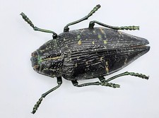 Buprestidae, Polybothris