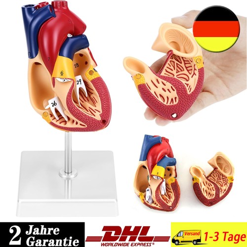 Anatomie herz herzmodell - anatomie,