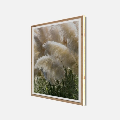 Wandbild gerahmt pampasgras - wandbild, 40