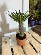 Pachypodium lamerei 50-70cm Madagaskarpalme exotische Sukkulente pflegeleicht